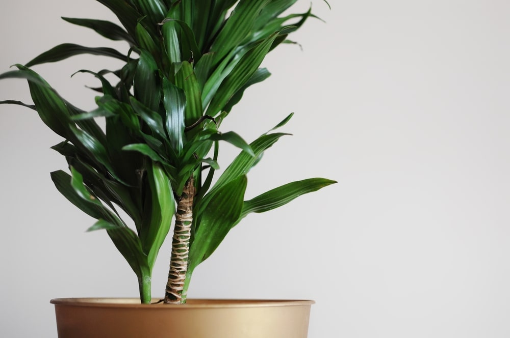 Janet Craig Compacta Care Guide: 12 Things You Need to Consider 3 Janet Craig Compacta Care Guide: 12 Things You Need to Consider 1