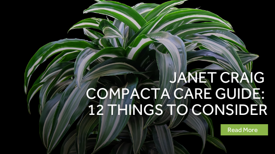 janet craig compacta