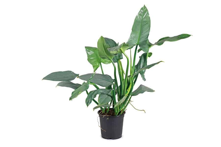 Philodendron Serpens: Helpful Tips to Ensure Quality Care 2