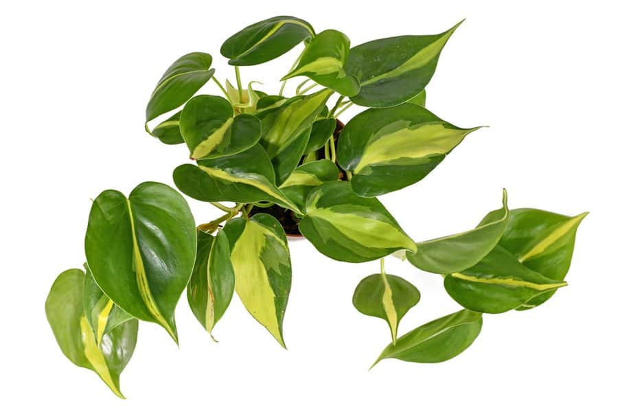 Philodendron Serpens: Helpful Tips to Ensure Quality Care 1