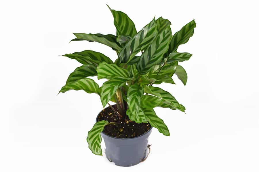 Calathea Freddie: Care Guide for the Zebra Plant 1