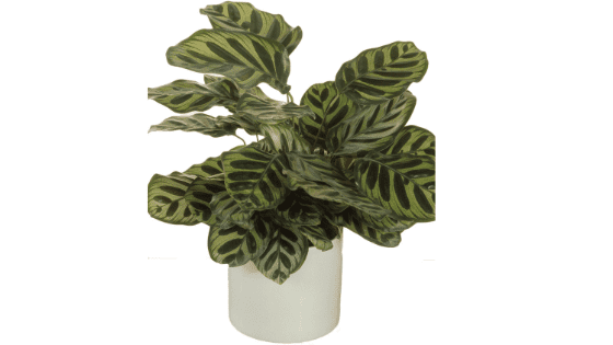 Calathea Freddie: Care Guide for the Zebra Plant 2