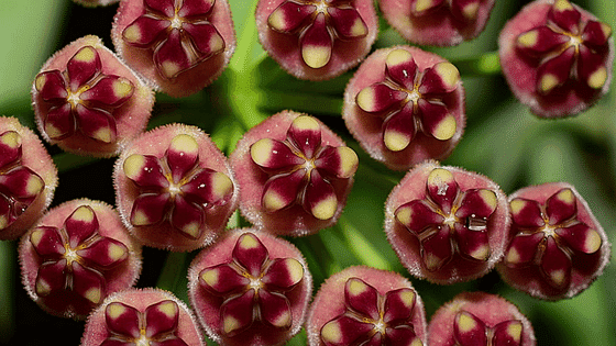 Hoya Wayetii: Ultimate Care Guide for the Wax Plant 1