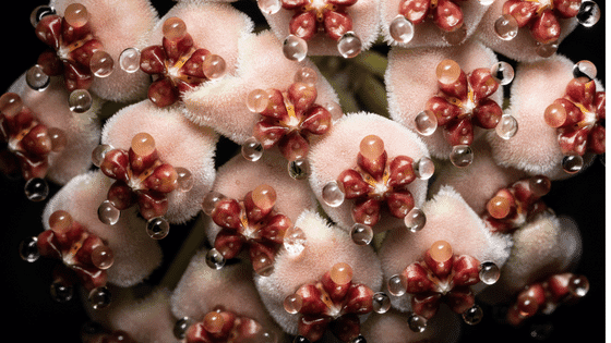 Hoya Wayetii: Ultimate Care Guide for the Wax Plant 4 Hoya Wayetii: Ultimate Care Guide for the Wax Plant 2