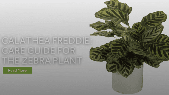 calathea freddie