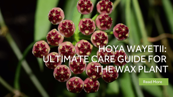 hoya wayetii