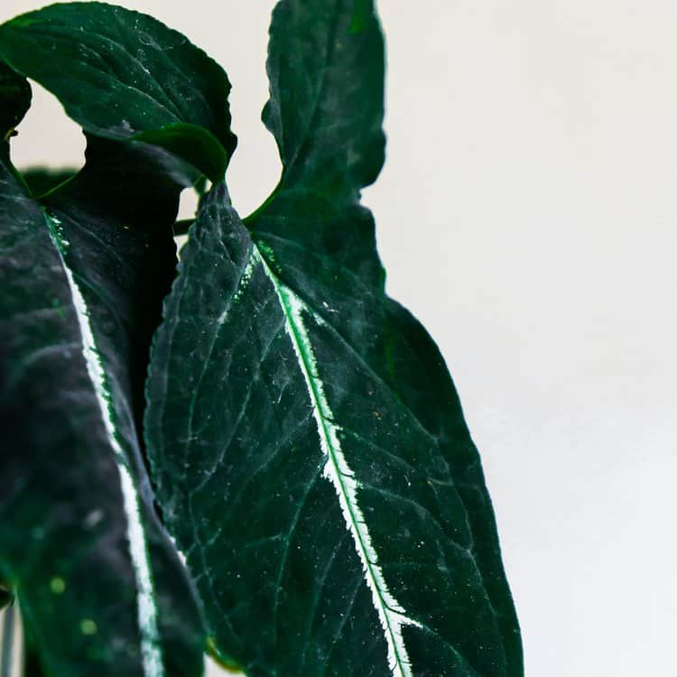 Syngonium Rayii: The Velvet Syngonium 3 Syngonium Rayii: The Velvet Syngonium 3
