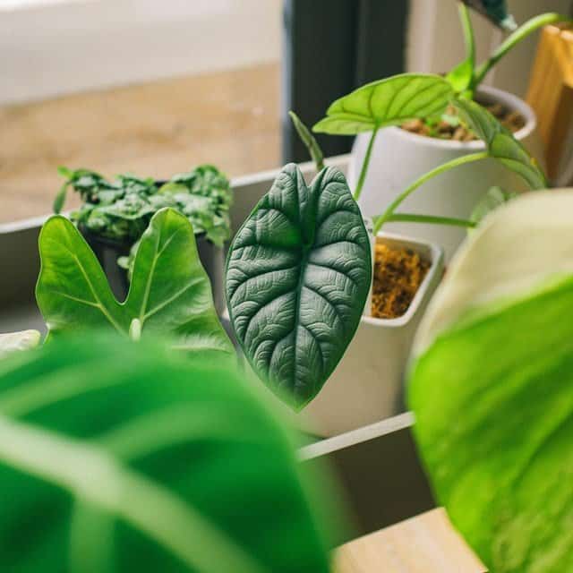 Alocasia Maharani: Expert Care Tips for the Grey Dragon 3 Alocasia Maharani: Expert Care Tips for the Grey Dragon 1