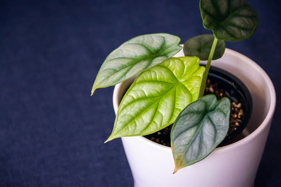 Alocasia Silver Dragon: What You Need to Care For This Plant 3 Alocasia Silver Dragon: What You Need to Care For This Plant 1
