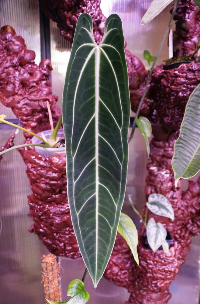 Anthurium Warocqueanum: The Queen Anthurium Growing Tips 3 Anthurium Warocqueanum: The Queen Anthurium Growing Tips 1
