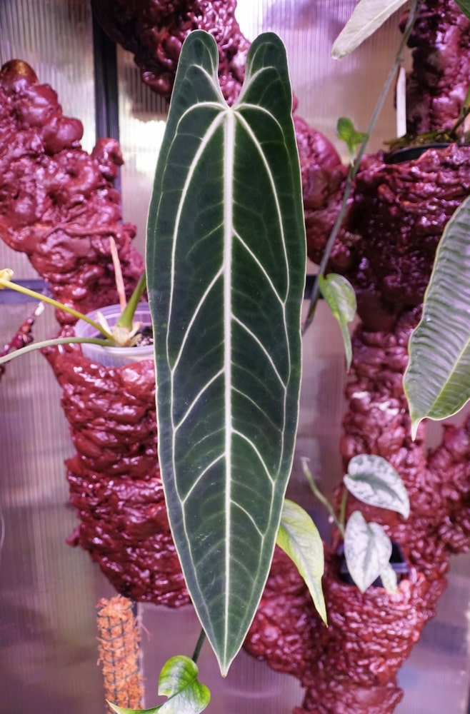 Anthurium Warocqueanum: The Queen Anthurium Growing Tips 1