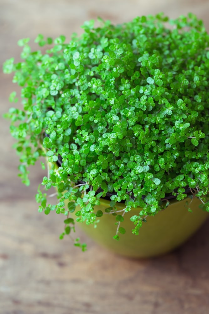 Pilea Depressa Baby Tears Plant: Important Tips and Tricks 2