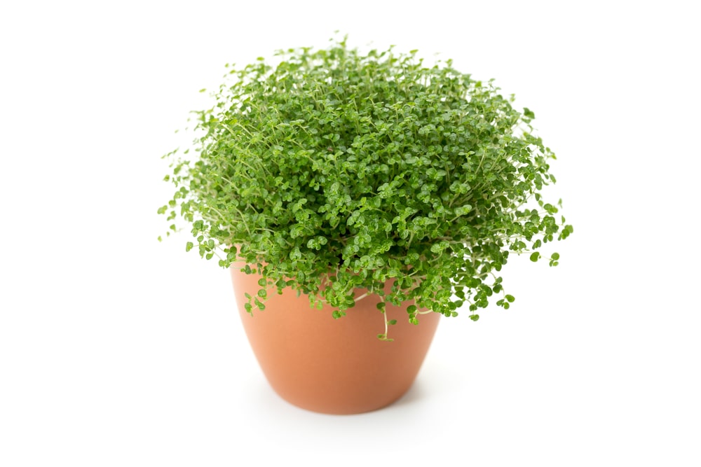 Pilea Depressa Baby Tears Plant: Important Tips and Tricks 1