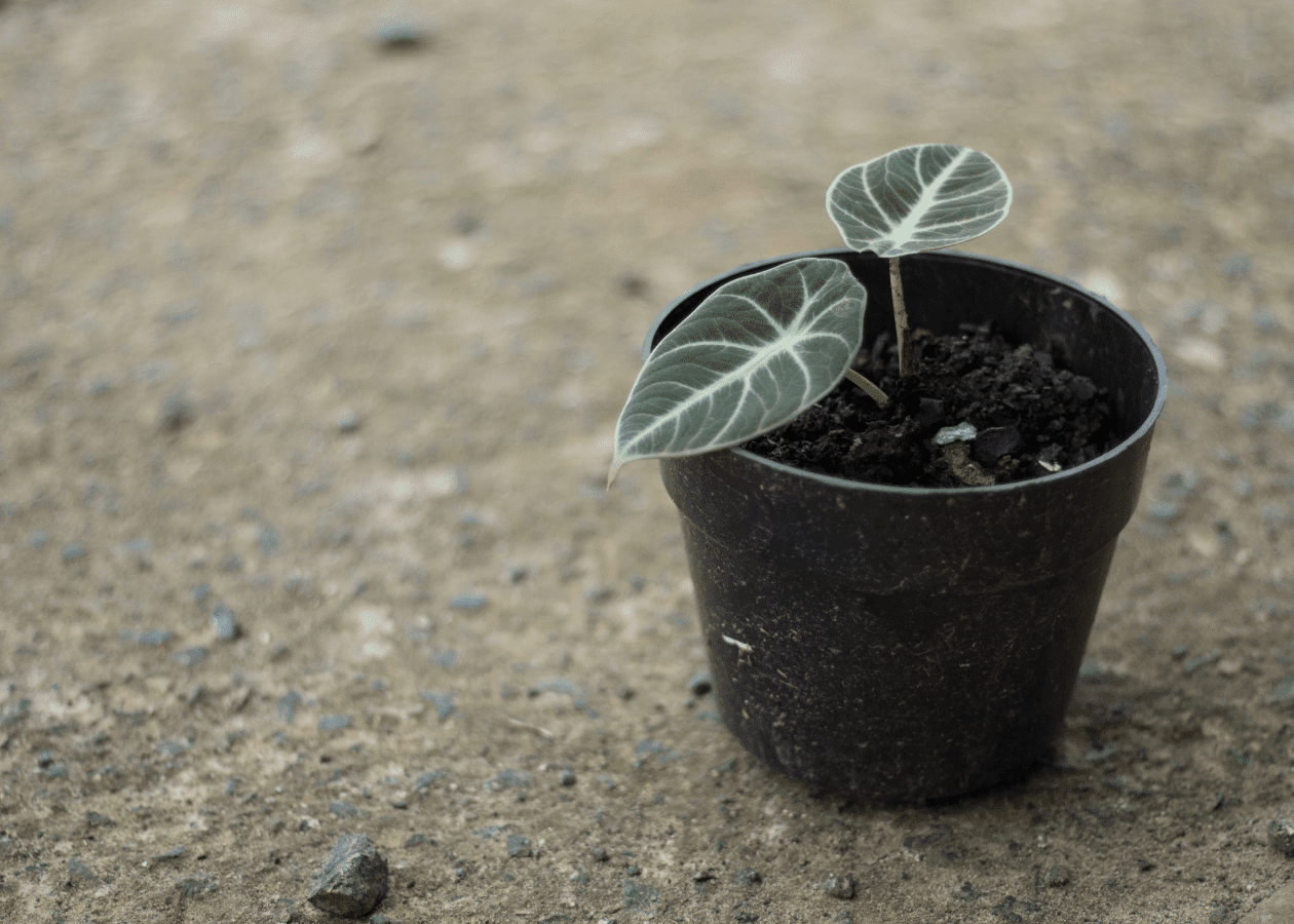 Alocasia Maharani: Expert Care Tips for the Grey Dragon 4 Alocasia Maharani: Expert Care Tips for the Grey Dragon 2