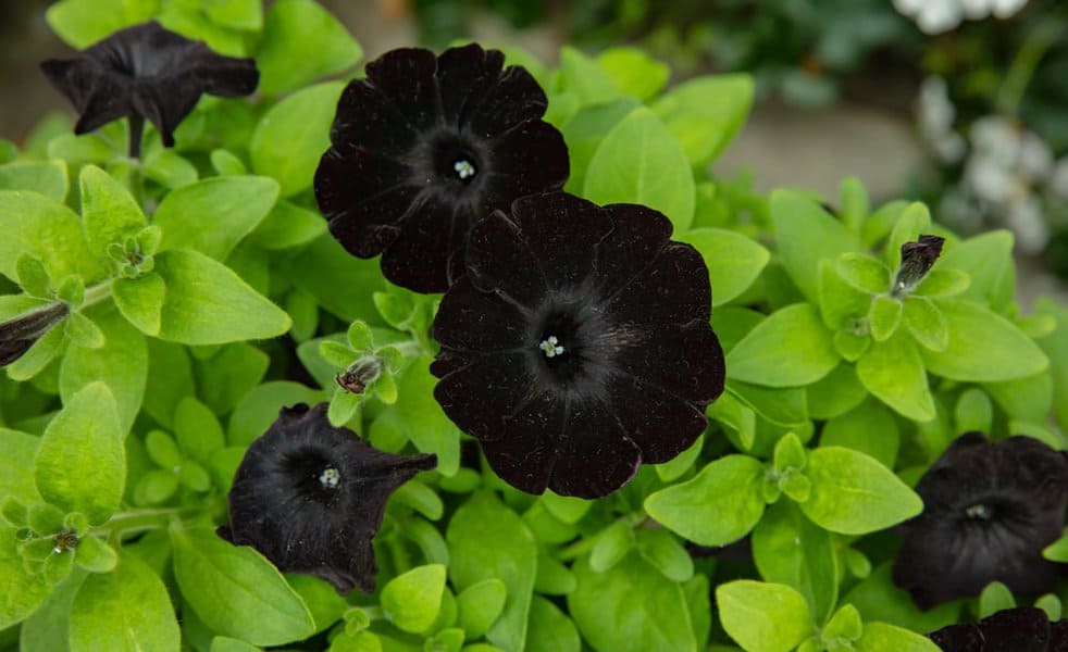 Black Magic Petunia: A Stunning Shrub 4 Black Magic Petunia: A Stunning Shrub 2