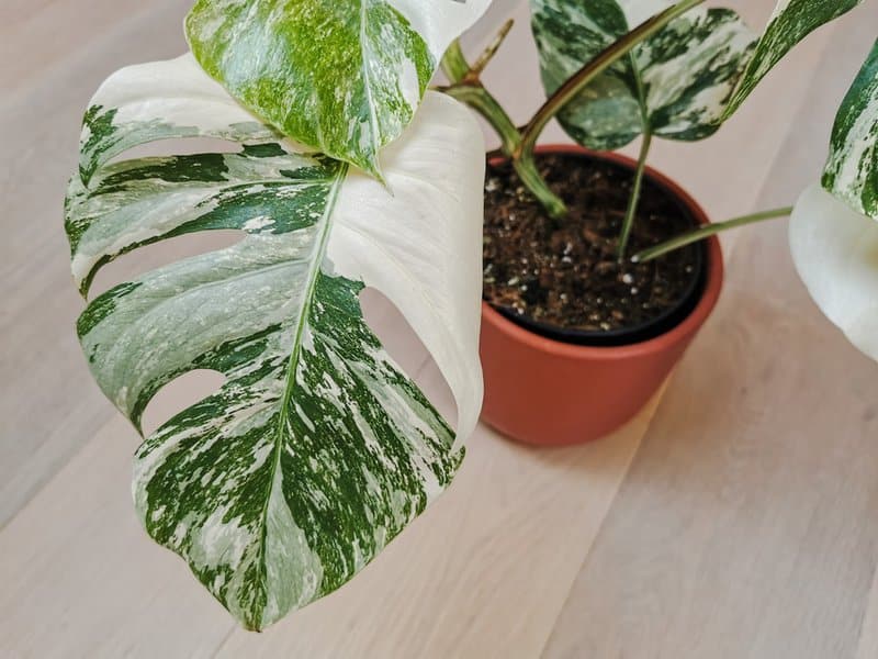 Monstera Borsigiana: Expert Care Tips for This Leafy Giant 15