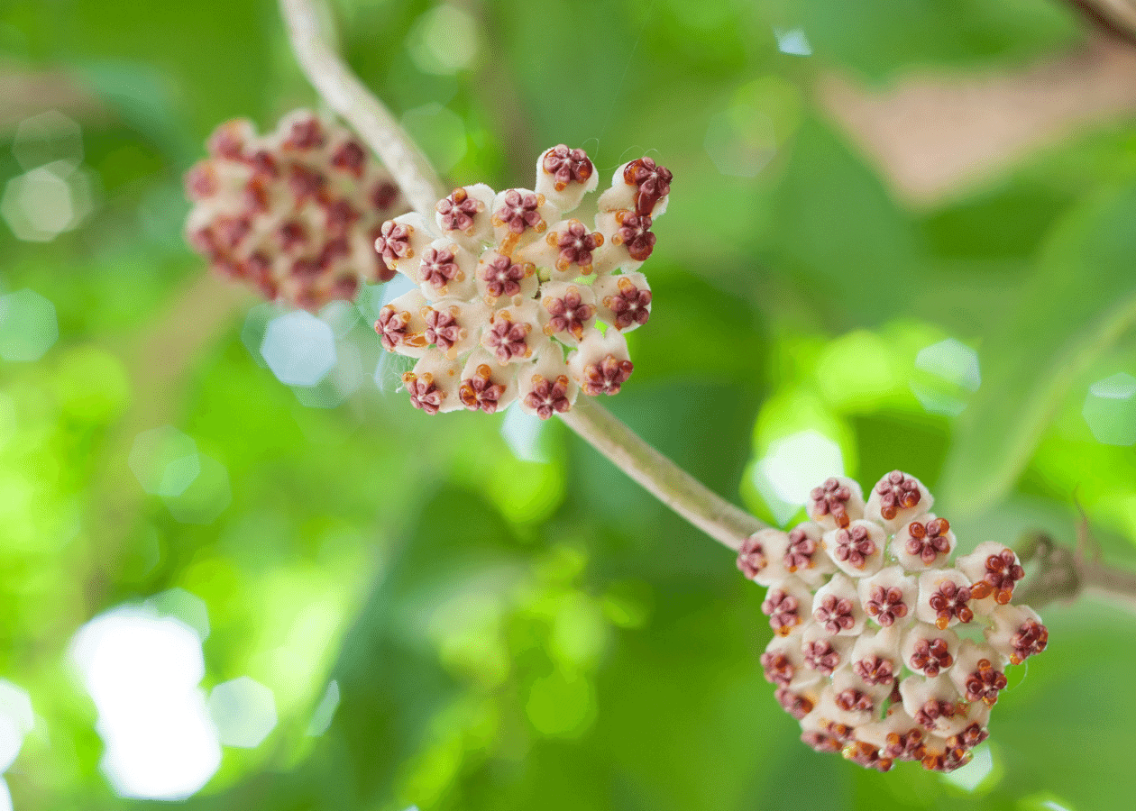 Hoya Curtisii: The Little Wax Plant 4 Hoya Curtisii: The Little Wax Plant 2