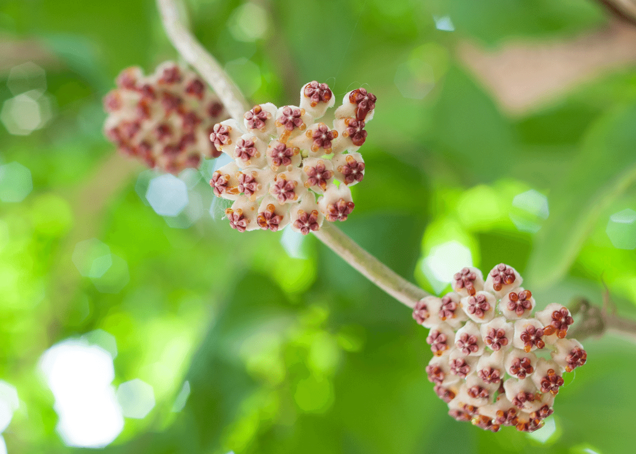 Hoya Curtisii: The Little Wax Plant 2