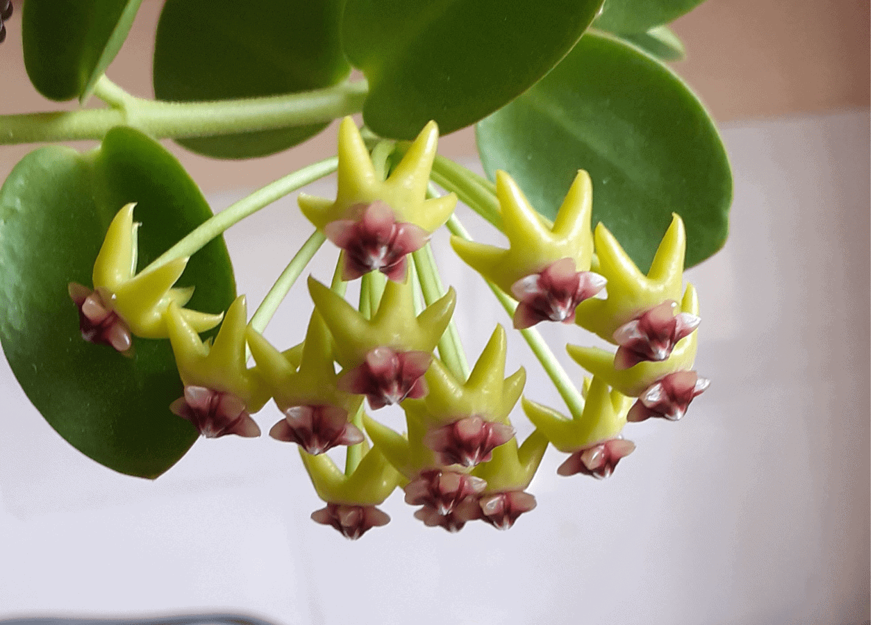 Hoya Curtisii: The Little Wax Plant 1