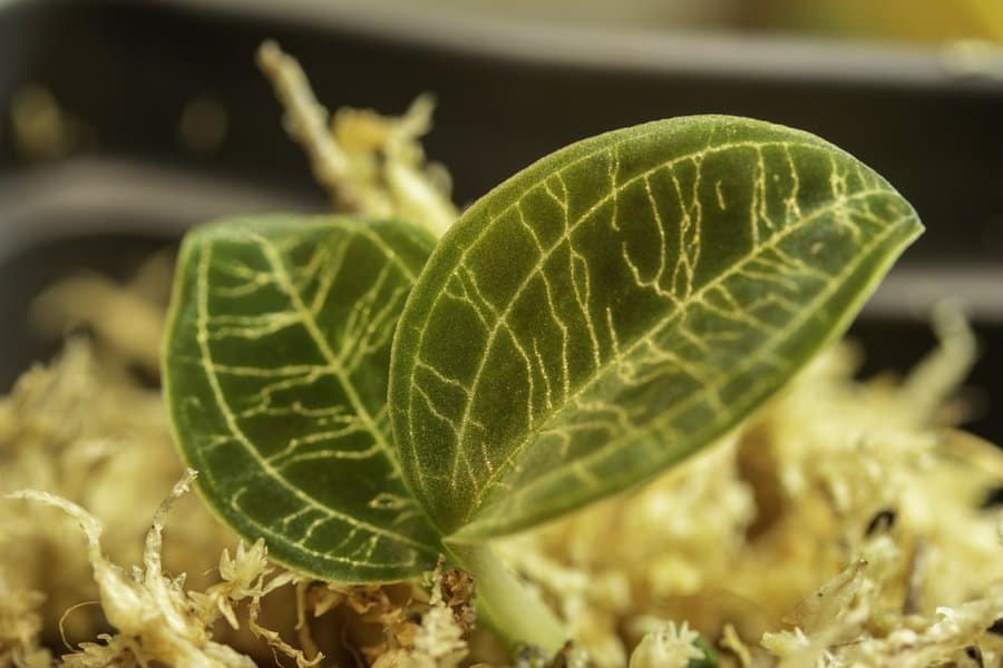 Macodes Petola Jewel Orchid: Expert Care Guide 3 Macodes Petola Jewel Orchid: Expert Care Guide 1