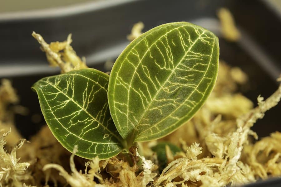 Macodes Petola Jewel Orchid: Expert Care Guide 4 Macodes Petola Jewel Orchid: Expert Care Guide 2