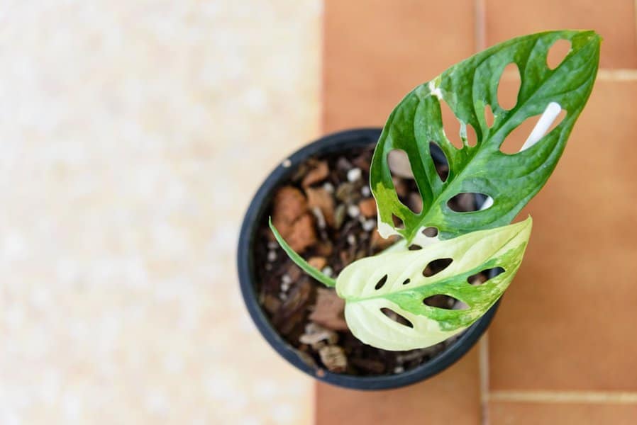 Variegated Monstera Adansonii: Instructional Care Guide  2