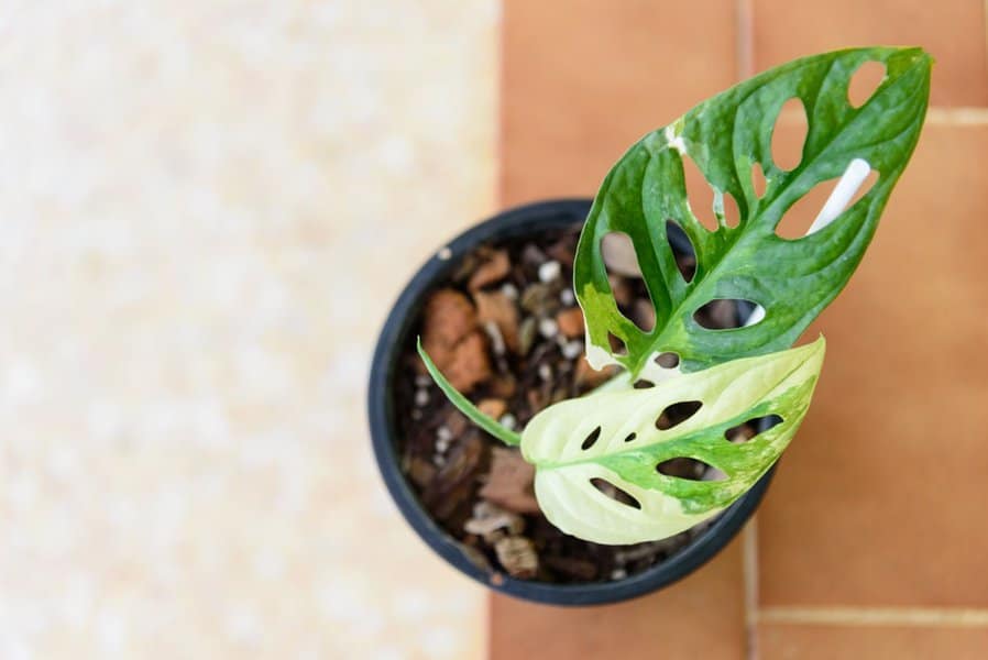 Variegated Monstera Adansonii: Instructional Care Guide 4 Variegated Monstera Adansonii: Instructional Care Guide 2