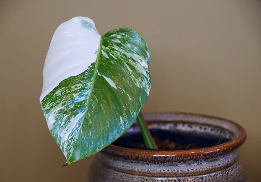Monstera Borsigiana: Expert Care Tips for This Leafy Giant 4 Monstera Borsigiana: Expert Care Tips for This Leafy Giant 2