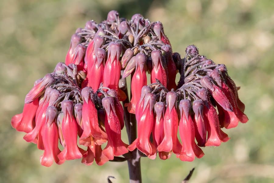 Kalanchoe Tubiflora Mother of Millions Plant: Tips and Tricks 1