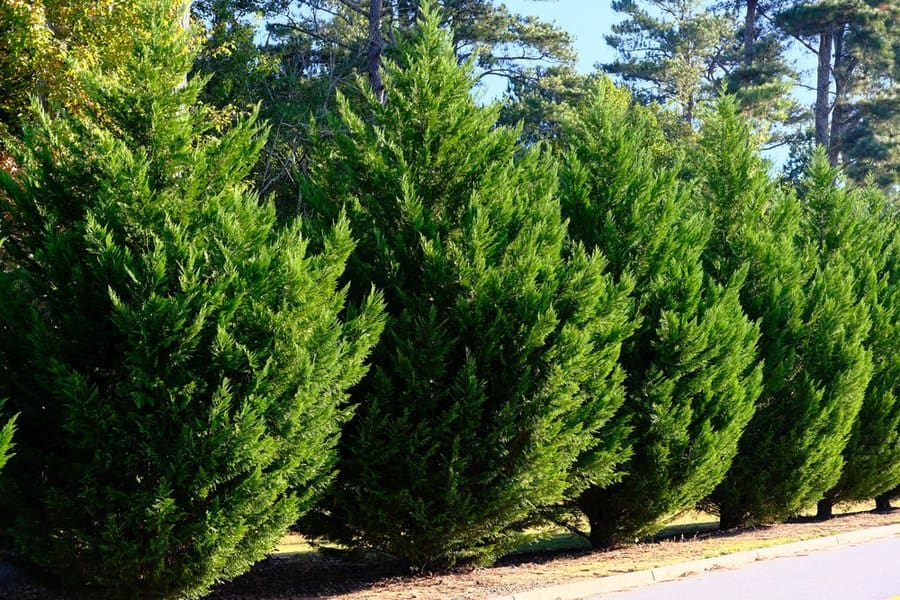 The Murray Cypress: Privacy-Providing Tree 1