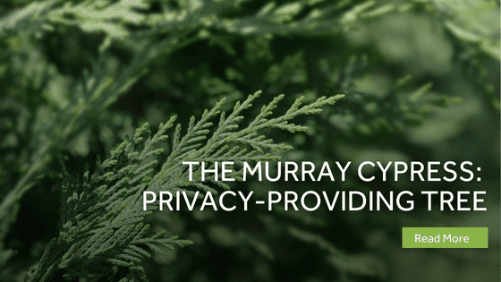 murray cypress