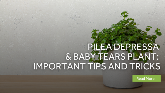 pilea depressa baby tears plant