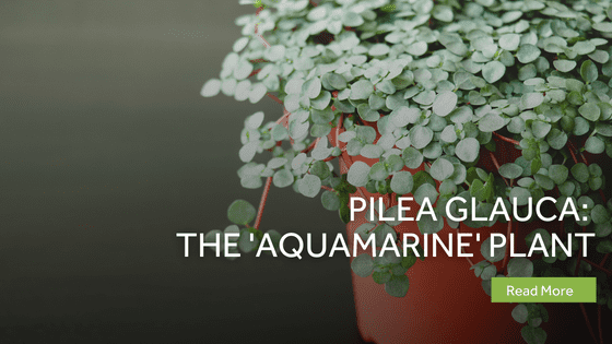 pilea glauca