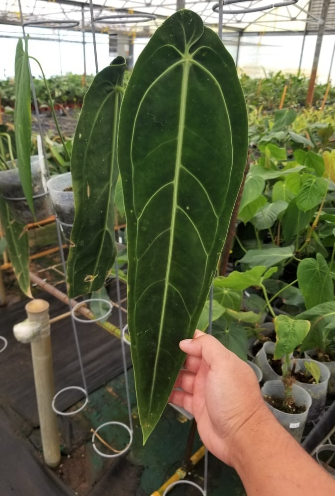 Anthurium Warocqueanum: The Queen Anthurium Growing Tips 2