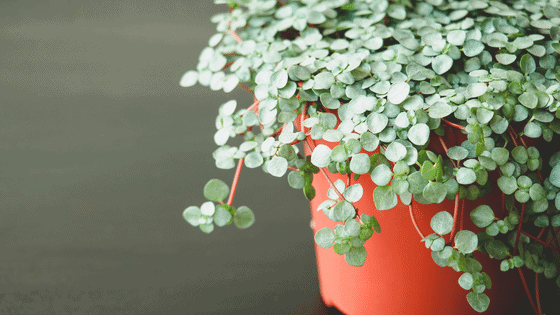 Pilea Glauca: The 'Aquamarine' Plant 3 Pilea Glauca: The 'Aquamarine' Plant 1