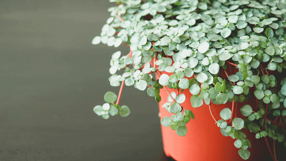 Pilea Glauca: The 'Aquamarine' Plant 1