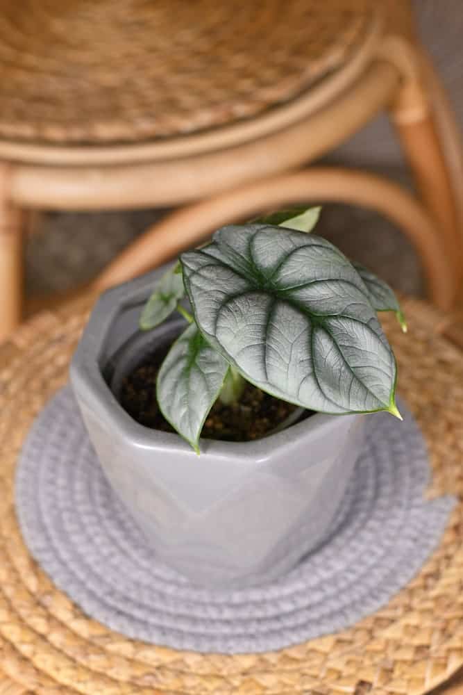 Alocasia Silver Dragon: What You Need to Care For This Plant 2