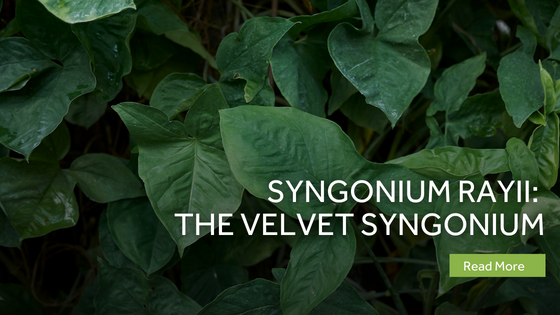 Syngonium Rayii: The Velvet Syngonium 2