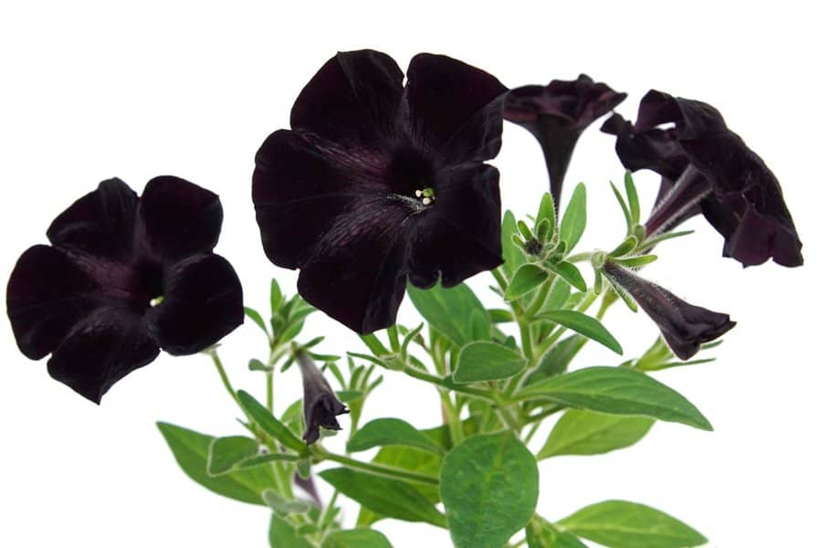 Black Magic Petunia: A Stunning Shrub 3 Black Magic Petunia: A Stunning Shrub 1
