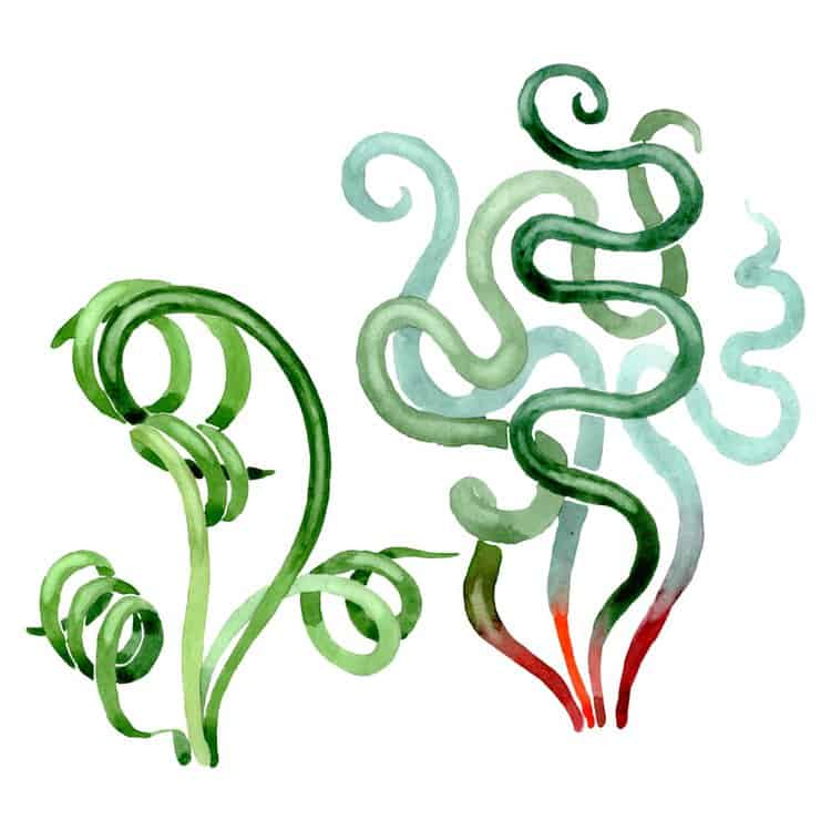 Trachyandra Tortilis: The Ribbon Succulent Care Guide 4 Trachyandra Tortilis: The Ribbon Succulent Care Guide 2