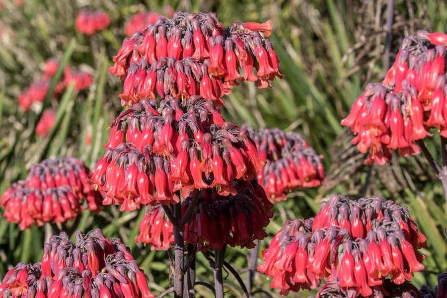 Kalanchoe Tubiflora Mother of Millions Plant: Tips and Tricks 4 Kalanchoe Tubiflora Mother of Millions Plant: Tips and Tricks 2