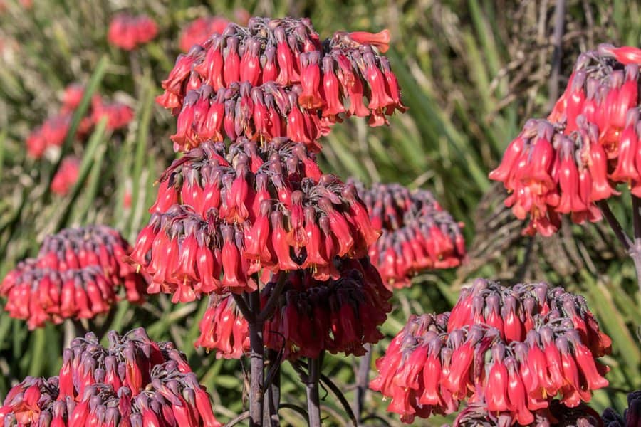 Kalanchoe Tubiflora Mother of Millions Plant: Tips and Tricks 2