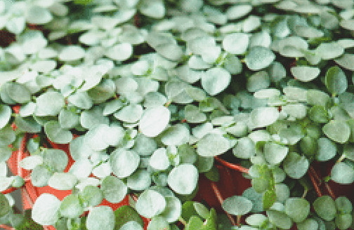 Pilea Glauca: The 'Aquamarine' Plant 4 Pilea Glauca: The 'Aquamarine' Plant 2