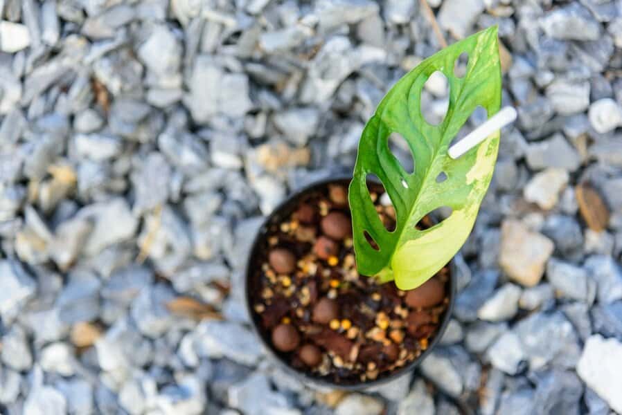 Variegated Monstera Adansonii: Instructional Care Guide  1