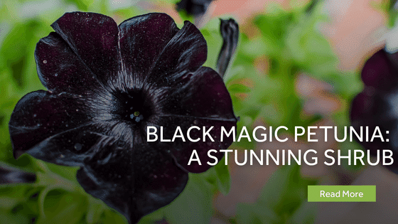 Black Magic Petunia