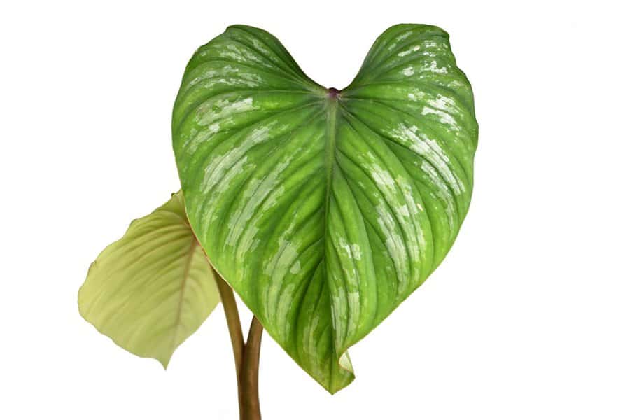 Philodendron Mamei: Silver Cloud Ultimate Care Guide 1