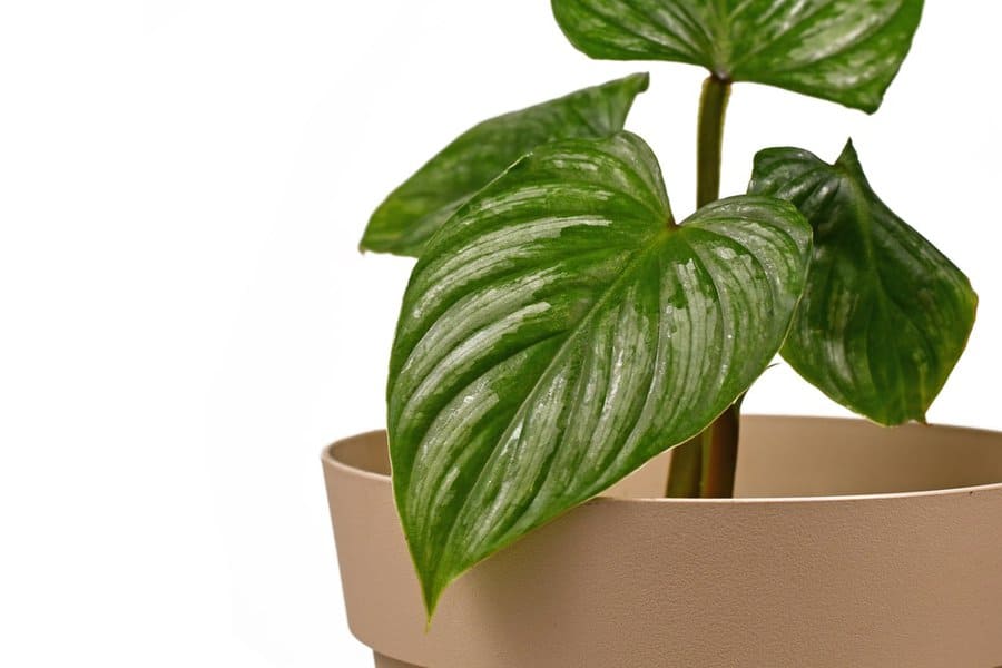 Philodendron Mamei: Silver Cloud Ultimate Care Guide 4 Philodendron Mamei: Silver Cloud Ultimate Care Guide 2