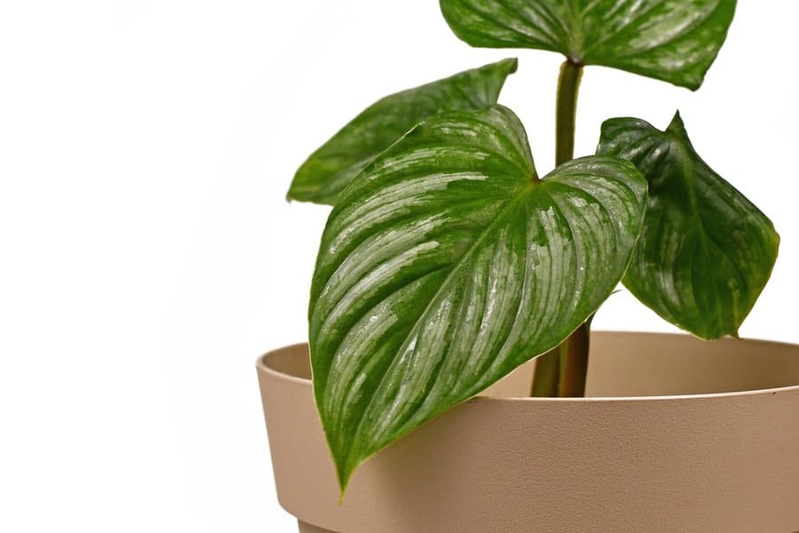 Philodendron Mamei: Silver Cloud Ultimate Care Guide 2