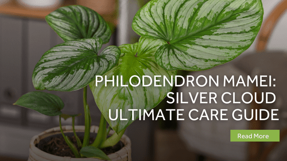 philodendron mamei