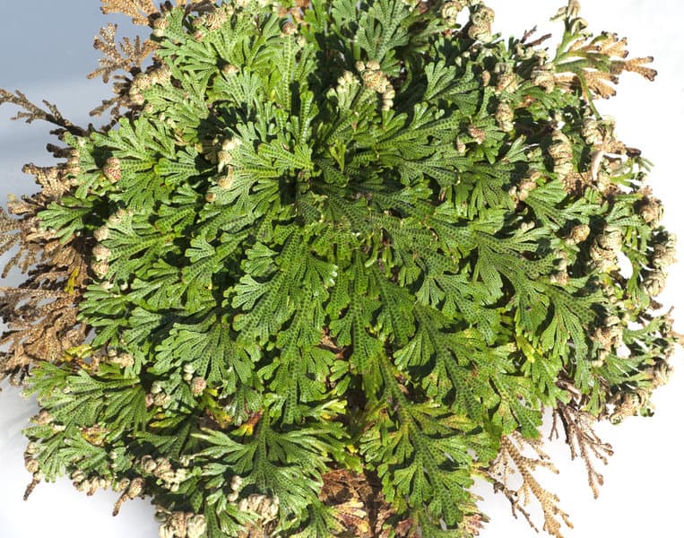 Rose of Jericho: Ultimate Resurrection Plant Care Guide 1